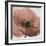 Poppy Marsala-Albert Koetsier-Framed Premium Giclee Print