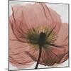 Poppy Marsala-Albert Koetsier-Mounted Premium Giclee Print