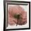 Poppy Marsala-Albert Koetsier-Framed Art Print