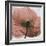 Poppy Marsala-Albert Koetsier-Framed Art Print