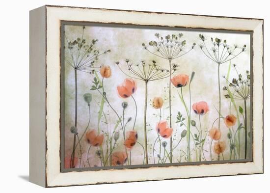 Poppy Meadow-Mandy Disher-Framed Premier Image Canvas