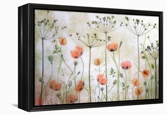 Poppy Meadow-Mandy Disher-Framed Premier Image Canvas