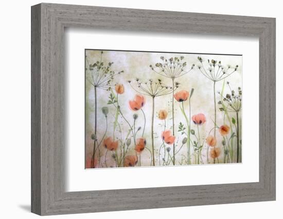 Poppy Meadow-Mandy Disher-Framed Photographic Print