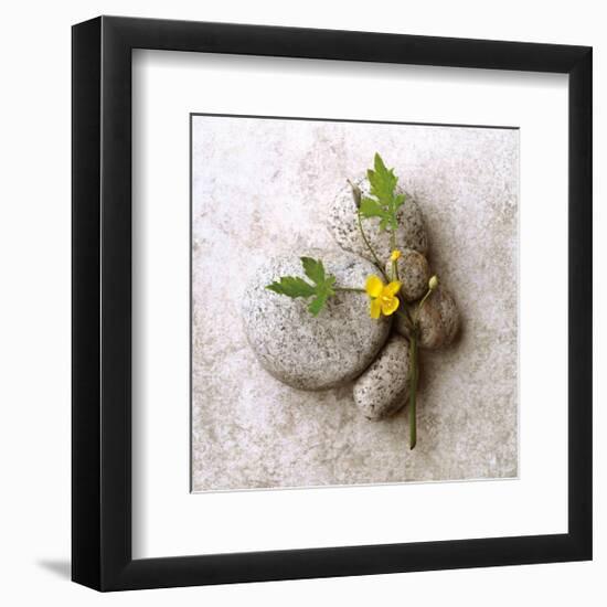 Poppy On Stone-Glen and Gayle Wans-Framed Giclee Print