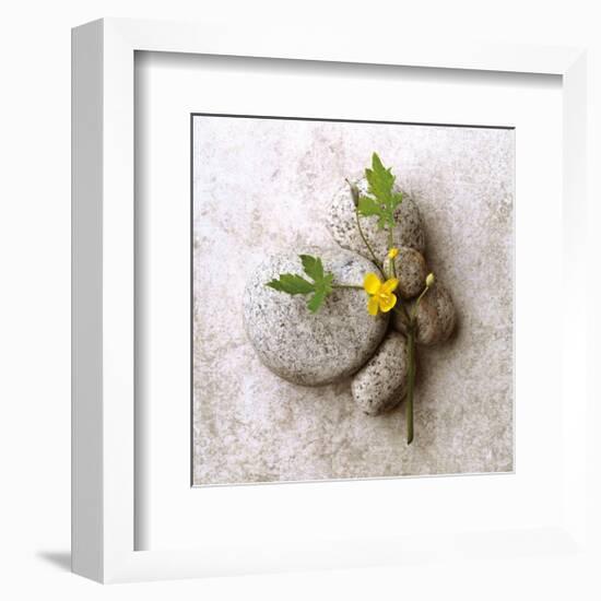 Poppy On Stone-Glen and Gayle Wans-Framed Giclee Print