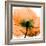 Poppy Orange-Albert Koetsier-Framed Photographic Print