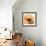 Poppy Orange-Albert Koetsier-Framed Photographic Print displayed on a wall