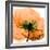 Poppy Orange-Albert Koetsier-Framed Photographic Print