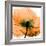 Poppy Orange-Albert Koetsier-Framed Photographic Print