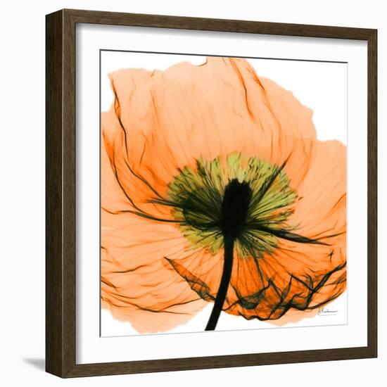 Poppy Orange-Albert Koetsier-Framed Photographic Print