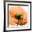 Poppy Orange-Albert Koetsier-Framed Photographic Print