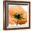 Poppy Orange-Albert Koetsier-Framed Photographic Print