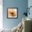 Poppy Orange-Albert Koetsier-Framed Photographic Print displayed on a wall