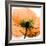 Poppy Orange-Albert Koetsier-Framed Photographic Print