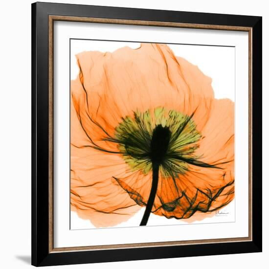 Poppy Orange-Albert Koetsier-Framed Photographic Print