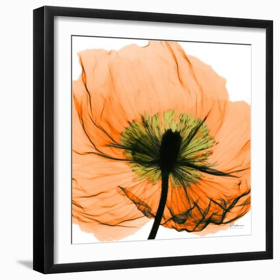 Poppy Orange-Albert Koetsier-Framed Photographic Print