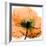 Poppy Orange-Albert Koetsier-Framed Photographic Print