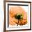 Poppy Orange-Albert Koetsier-Framed Photographic Print