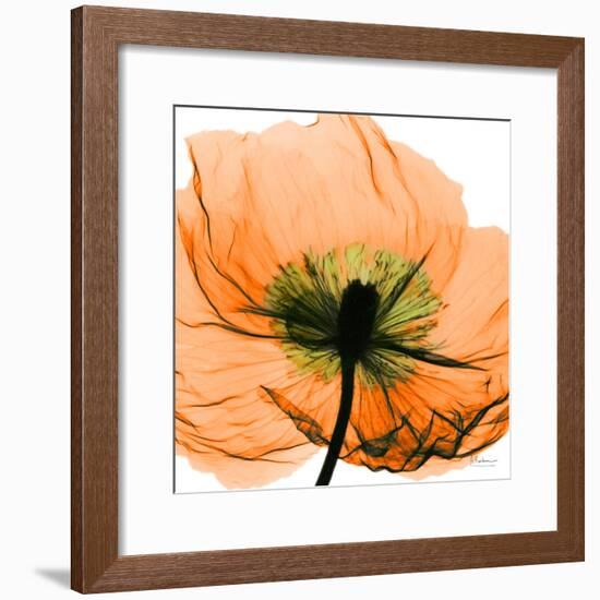 Poppy Orange-Albert Koetsier-Framed Photographic Print