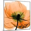 Poppy Orange-Albert Koetsier-Mounted Photographic Print