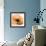 Poppy Orange-Albert Koetsier-Framed Photographic Print displayed on a wall