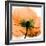 Poppy Orange-Albert Koetsier-Framed Photographic Print