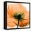 Poppy Orange-Albert Koetsier-Framed Premier Image Canvas