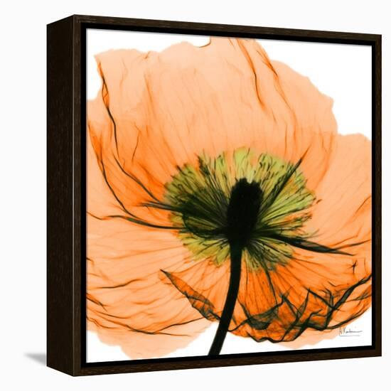 Poppy Orange-Albert Koetsier-Framed Premier Image Canvas