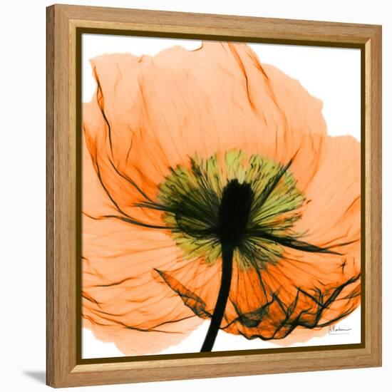 Poppy Orange-Albert Koetsier-Framed Stretched Canvas