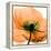 Poppy Orange-Albert Koetsier-Framed Stretched Canvas