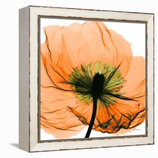 Poppy Orange-Albert Koetsier-Framed Stretched Canvas