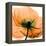 Poppy Orange-Albert Koetsier-Framed Stretched Canvas