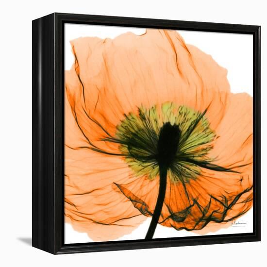 Poppy Orange-Albert Koetsier-Framed Stretched Canvas