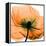 Poppy Orange-Albert Koetsier-Framed Stretched Canvas