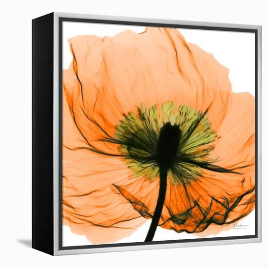 Poppy Orange-Albert Koetsier-Framed Stretched Canvas