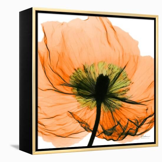 Poppy Orange-Albert Koetsier-Framed Stretched Canvas