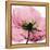 Poppy Pink-Albert Koetsier-Framed Stretched Canvas