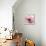 Poppy Pink-Albert Koetsier-Framed Stretched Canvas displayed on a wall