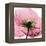 Poppy Pink-Albert Koetsier-Framed Stretched Canvas