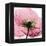 Poppy Pink-Albert Koetsier-Framed Stretched Canvas