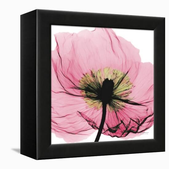 Poppy Pink-Albert Koetsier-Framed Stretched Canvas