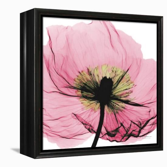 Poppy Pink-Albert Koetsier-Framed Stretched Canvas