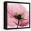 Poppy Pink-Albert Koetsier-Framed Stretched Canvas