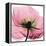 Poppy Pink-Albert Koetsier-Framed Stretched Canvas