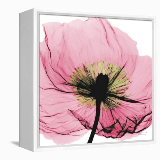 Poppy Pink-Albert Koetsier-Framed Stretched Canvas