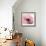 Poppy Pink-Albert Koetsier-Framed Art Print displayed on a wall