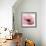 Poppy Pink-Albert Koetsier-Framed Art Print displayed on a wall