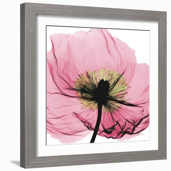 Poppy Pink-Albert Koetsier-Framed Art Print