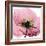 Poppy Pink-Albert Koetsier-Framed Art Print