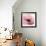 Poppy Pink-Albert Koetsier-Framed Art Print displayed on a wall